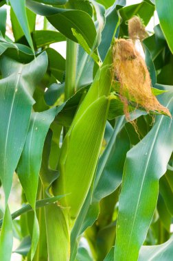 Mısır tarlalı taze mısır bitkilerini tarlada yeşil mısır, tarlada mısır koçanları.