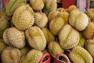 Durian pazarında. Durian meyve büfesi festivali tadı.
