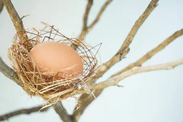 Гнездо Одним Яйцом Ветвях — стоковое фото