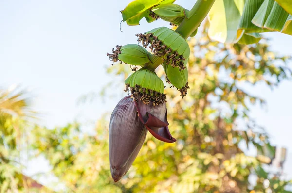 나무에 바나나 — 스톡 사진