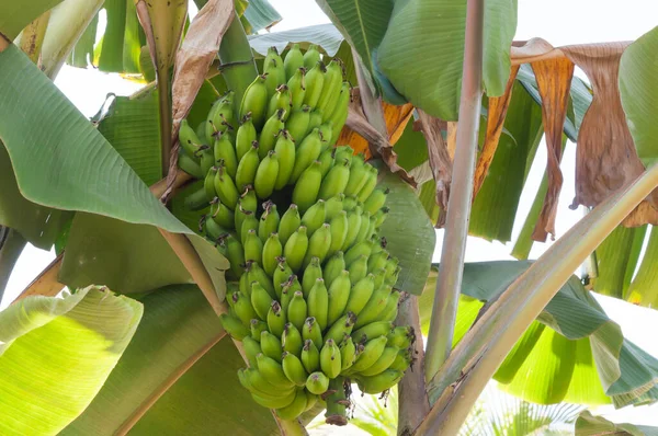 Bananeira Verde Crua — Fotografia de Stock