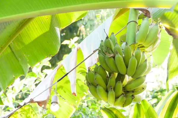 바나나 나무에 익지않는 바나나의 — 스톡 사진