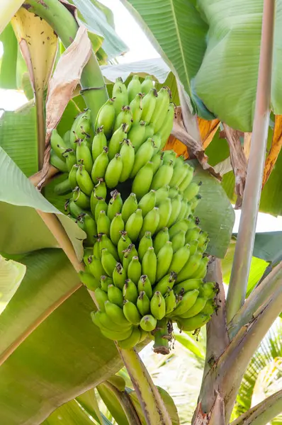 바나나 나무에 성숙한 바나나의 — 스톡 사진