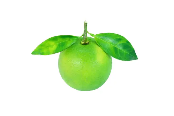Citrusfélék Összetétel Fehér Alapon Izolált Levelekkel — Stock Fotó