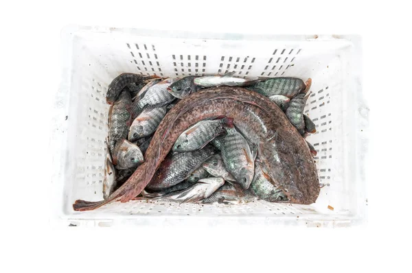 Fish Tilapia Big Catfish Fresh Basket White Background — Stock Photo, Image