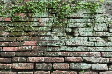 İçinde yosun olan tuğla duvar, eski tuğla duvarda yosun, bir sürü eski tuğla duvar.