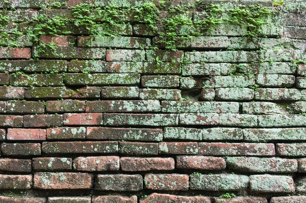 brick wall with moss growing out of it, Moss on old brick wall, Lots of moss old brick wall