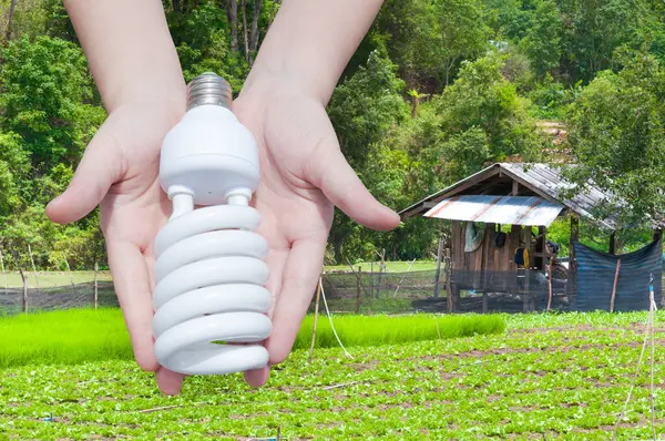 Energibesparande Koncept Kvinna Hand Hålla Glödlampa Grön Natur Bakgrund Idéer — Stockfoto