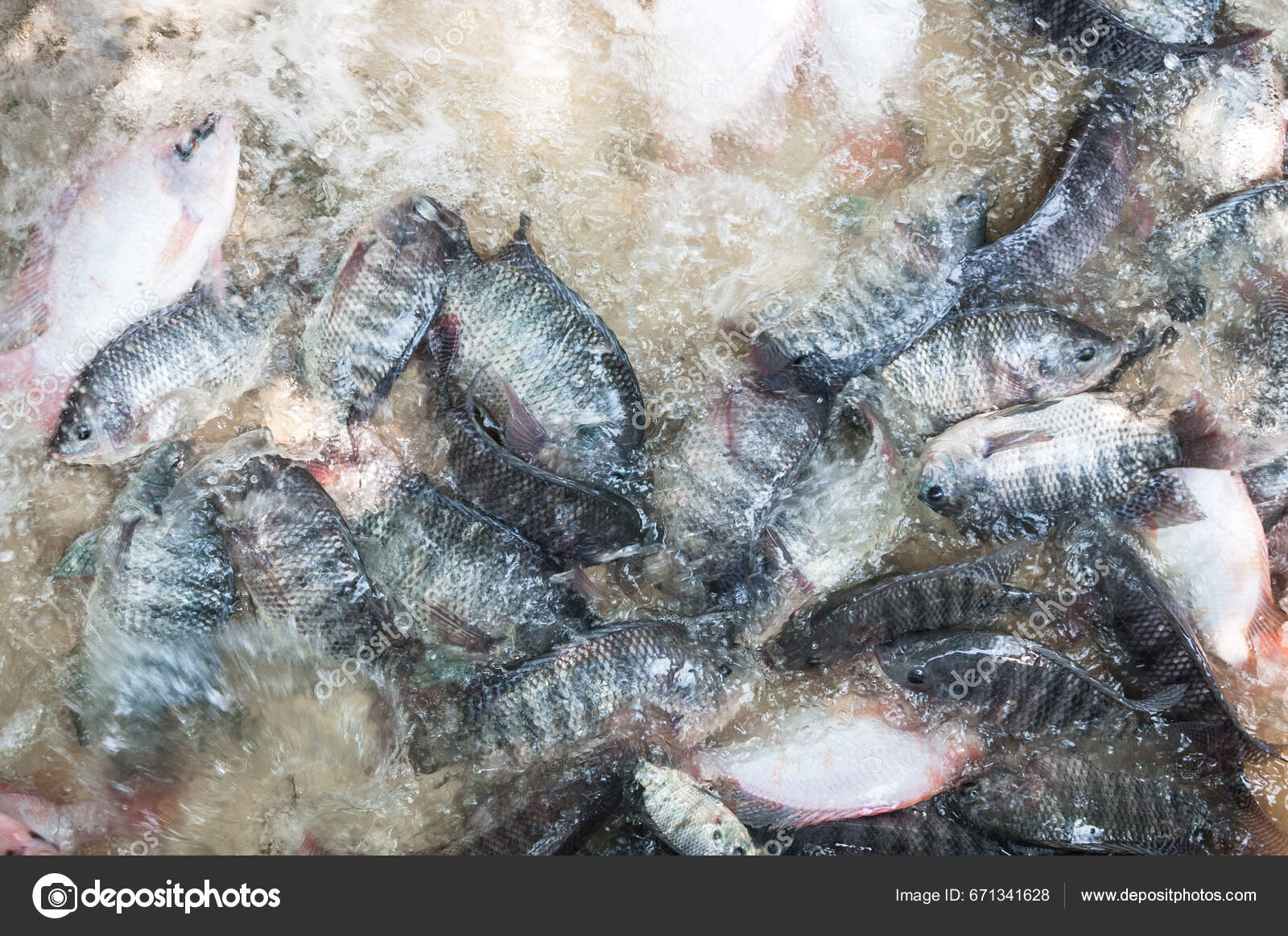 Imagens de Perca del nilo sem royalties | DepositPhotos, image size:1600x1163