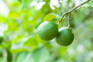 Bahçedeki ağaçta asılı taze yeşil limon, limon yetiştirme.