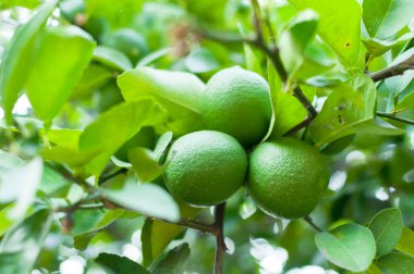 Bahçedeki ağaçta asılı taze yeşil limon, limon yetiştirme.