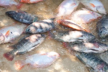 Su çiftliğinde taze Tilapia ve kırmızı tilapia, kafeste balık, Tayland 'da balık çiftliği.