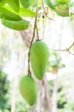 Bahçedeki ağaçta çiğ mango meyvesi