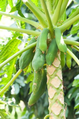 Bahçedeki papaya ağacında çiğ Papaya