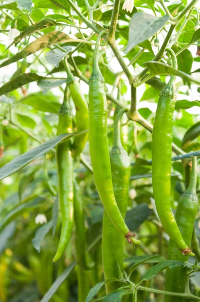Verse Groene Pepers Een Moestuin Klaar Oogsten Grondstof Plant Koken — Stockfoto