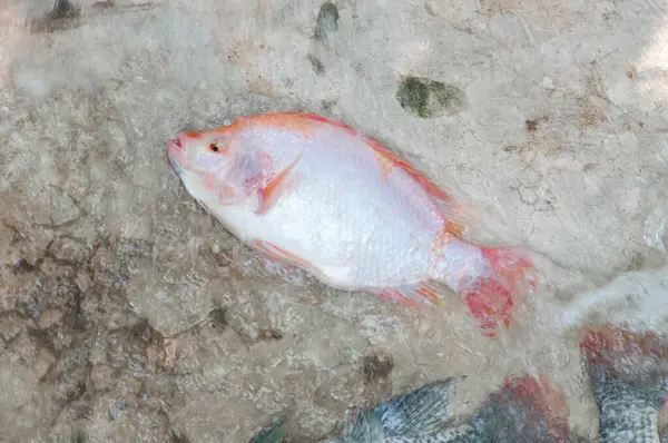水田里的鲜红罗非鱼笼里的鱼泰国的养鱼 — 图库照片