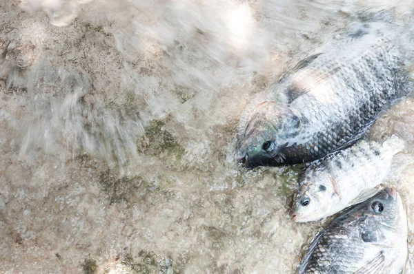 농장에서 신선한 틸라피아 감금소에서 물고기 태국에서 — 스톡 사진
