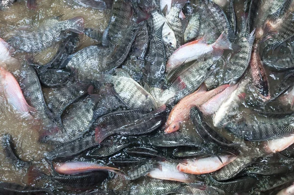 농장에서 신선한 틸라피아와 틸라피아 감금소에서 물고기 태국에서 — 스톡 사진