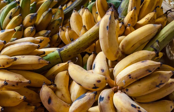 Plátano Maduro Cultivado — Foto de Stock