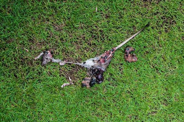 腐烂的死老鼠在草丛中被苍蝇吃掉 在草丛中繁殖繁殖 它被猫咬死了 老鼠死了 老鼠也吃了 — 图库照片