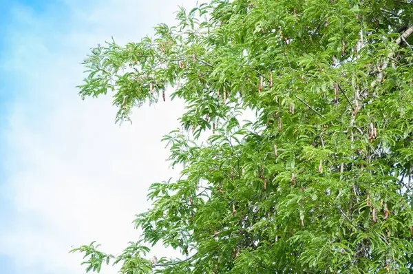 Mavi Gökyüzü Arka Planında Demirhindi Ağacı Tamarind Kapsülü — Stok fotoğraf