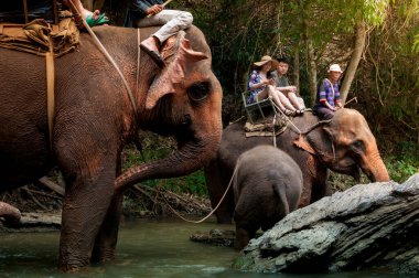 CHIANGMAI, THAILAND - 26 Nisan 2017 'de turist ve filleri Chiangmai, Tayland, Filler ve turist doğası maceraları ile nehirde yürüyüş yapıyorlar.