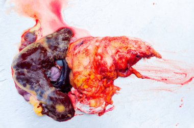 Bağırsaklar ve taze deniz balığının iç organları, balık temizledikten sonra taze balık bağırsakları.