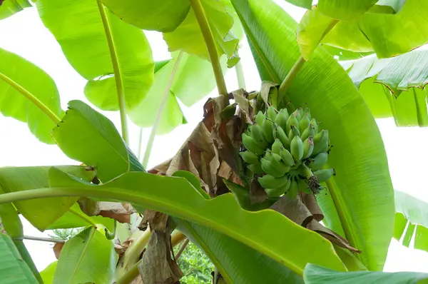 Manojo Plátano Crudo Colgado Árbol Jardín Tailandia — Foto de Stock