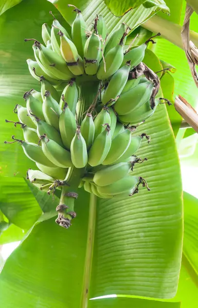 태국의 정원에서 나무에 익지않는 바나나 — 스톡 사진