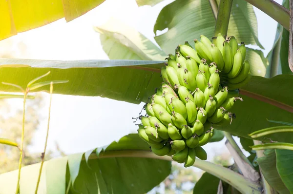 정원에서 나무에 익지않는 바나나 — 스톡 사진