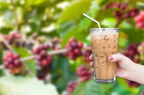 woman hand holding the glass iced coffee on fresh coffee beans in coffee plants tree,fresh arabica coffee fruits on tree background,Iced latte coffee