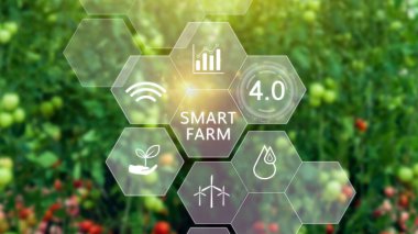 Infografikli domatesler, akıllı tarım ve hassas tarım 4.0 görsel ikon, dijital teknoloji tarımı ve akıllı tarım kavramı ile serada.
