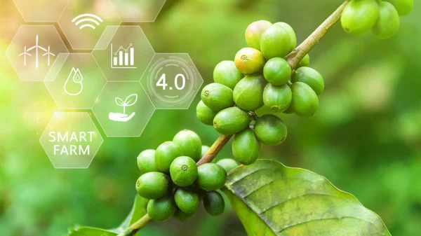 インフォグラフィックのコーヒー豆ツリー スマート農業と精密農業 ビジュアルアイコン デジタル技術農業 スマート農業コンセプト — ストック写真