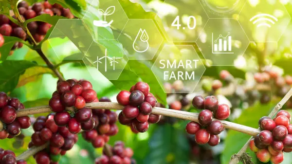 インフォグラフィックのコーヒー豆ツリー スマート農業と精密農業 ビジュアルアイコン デジタル技術農業 スマート農業コンセプト — ストック写真