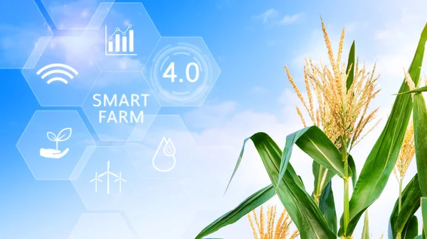 Corn field with infographics Smart farming and precision agriculture 4.0 with visual icon, digital technology agriculture and smart farming concept.