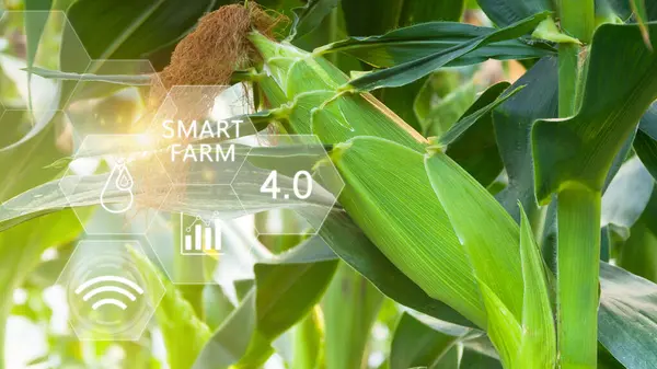 Fresh sweet corn in field green leaves of organic corn smart farm and precision agriculture 4.0 with visual icon, digital technology agriculture and smart farming concept.
