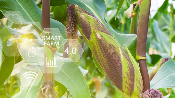 有機トウモロコシスマート農場の緑の葉とビジュアルアイコン デジタルテクノロジー農業 スマート農業コンセプトの精密農業4 0の新鮮な甘いトウモロコシ — ストック写真