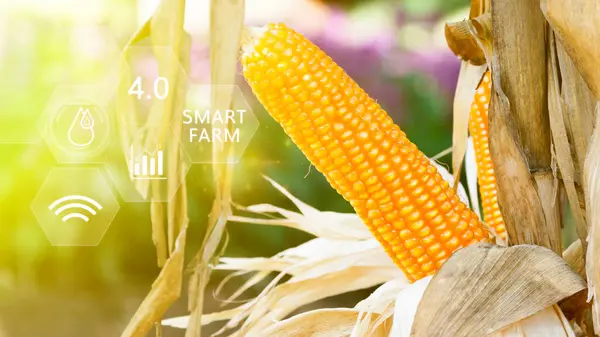 Fresh yellow sweet corn in field green leaves of organic corn smart farm and precision agriculture 4.0 with visual icon, digital technology agriculture and smart farming concept.