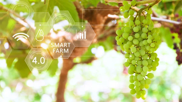 Fruta Uva Invernadero Con Infografía Agricultura Inteligente Agricultura Precisión Con — Foto de Stock