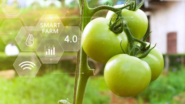 Pomodori Serra Con Infografica Agricoltura Intelligente Agricoltura Precisione Con Icona — Foto Stock