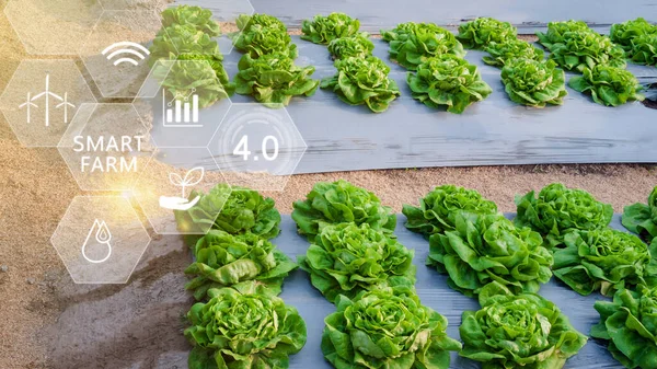 Vegetable fresh in greenhouse with infographics, Smart farming and precision agriculture 4.0 with visual icon, digital technology agriculture and smart farming concept