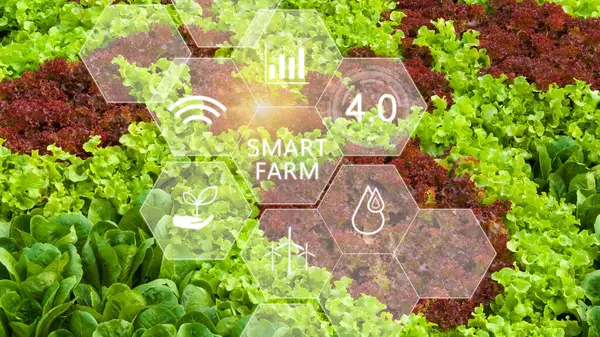 Vegetable fresh in greenhouse with infographics, Smart farming and precision agriculture 4.0 with visual icon, digital technology agriculture and smart farming concept