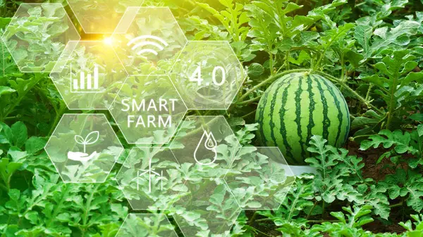 Watermelon in greenhouse with infographics, Smart farming and precision agriculture 4.0 with visual icon, digital technology agriculture and smart farming concept.