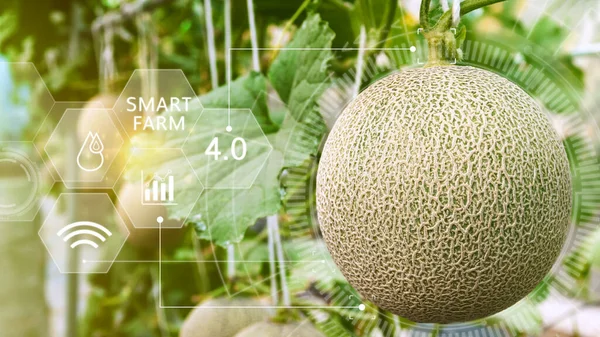 Young melons in greenhouse with infographics, Smart farming and precision agriculture 4.0 with visual icon, digital technology agriculture and smart farming concept.