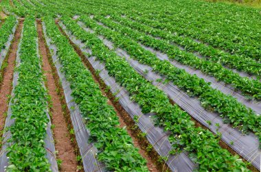 Çiftlik arazisinde taze çilek bitkileri, çilek çalılı kırsal çiftlik, dalında çilek meyveleri, çilek tarlasında biyo-teknoloji..