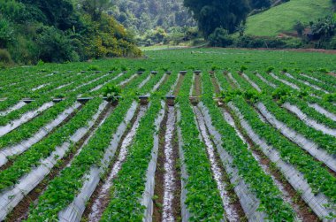 Çiftlik arazisinde taze çilek bitkileri, çilek çalılı kırsal çiftlik, dalında çilek meyveleri, çilek tarlasında biyo-teknoloji..