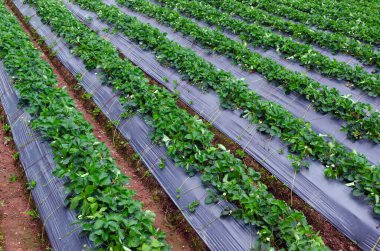 Çiftlik arazisinde taze çilek bitkileri, çilek çalılı kırsal çiftlik, dalında çilek meyveleri, çilek tarlasında biyo-teknoloji..