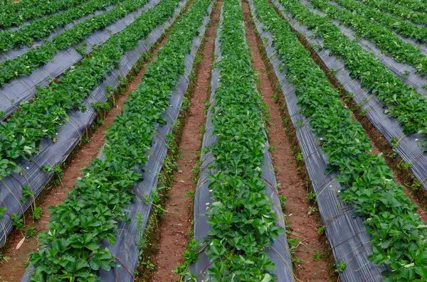 Fresh strawberry plants in the farm landscape, Rural farm with strawberries bush, Strawberry fruits on the branch, Agriculture farm of the strawberry field of biotechnology.