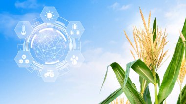 Bilgiler, akıllı tarım ve görsel ikonlu hassas tarım, dijital teknoloji tarımı ve akıllı tarım kavramı ile tarımsal alanda mısır filizlenmesi.