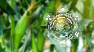 Bilgiler, akıllı tarım ve görsel ikonlu hassas tarım, dijital teknoloji tarımı ve akıllı tarım kavramı ile tarımsal alanda mısır filizlenmesi.